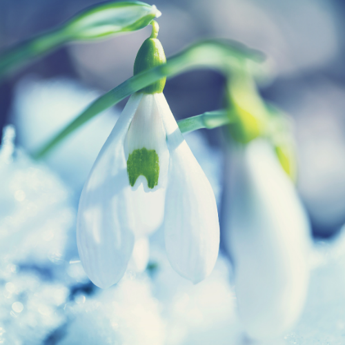 snowdrop against snowy background